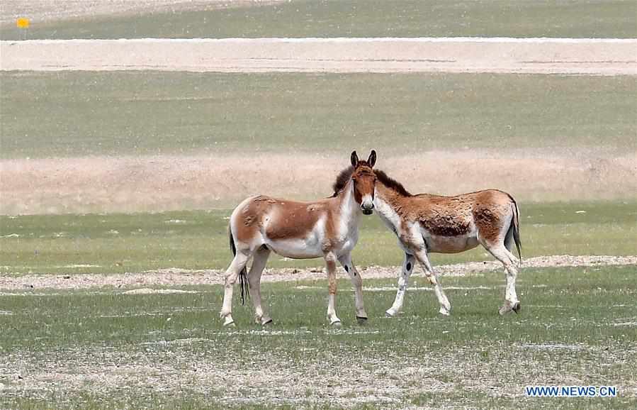 CHINA-TIBET-NYIMA-SCENERY(CN)