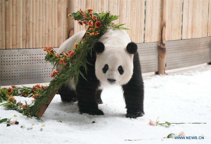 CHINA-HEILONGJIANG-GIANT PANDA-BIRTHDAY (CN)