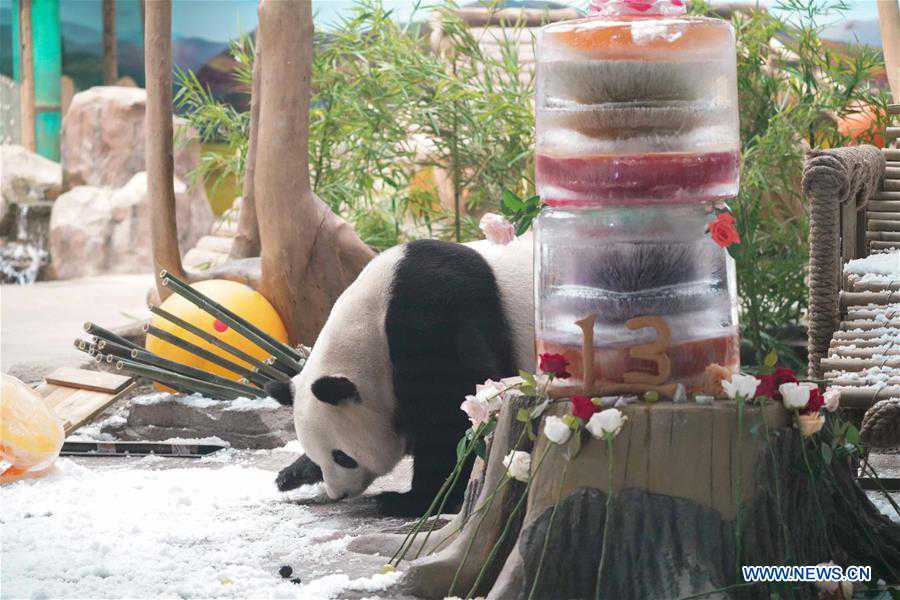 CHINA-HEILONGJIANG-GIANT PANDA-BIRTHDAY (CN)