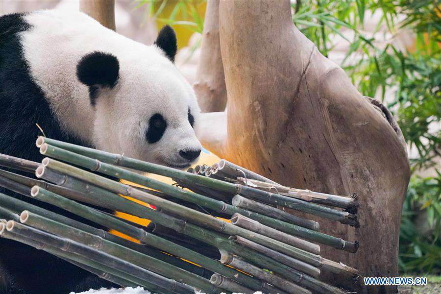 CHINA-HEILONGJIANG-GIANT PANDA-BIRTHDAY (CN)