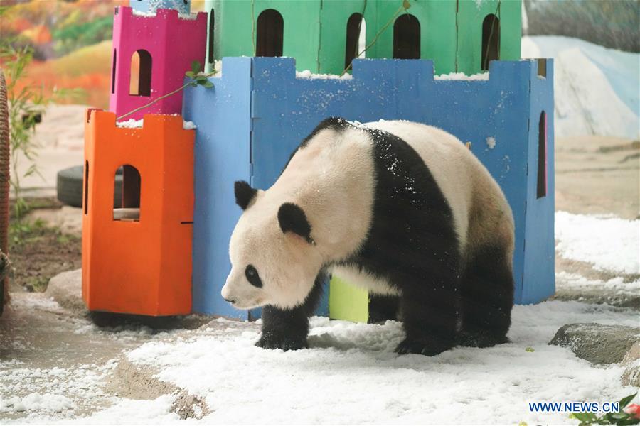 CHINA-HEILONGJIANG-GIANT PANDA-BIRTHDAY (CN)