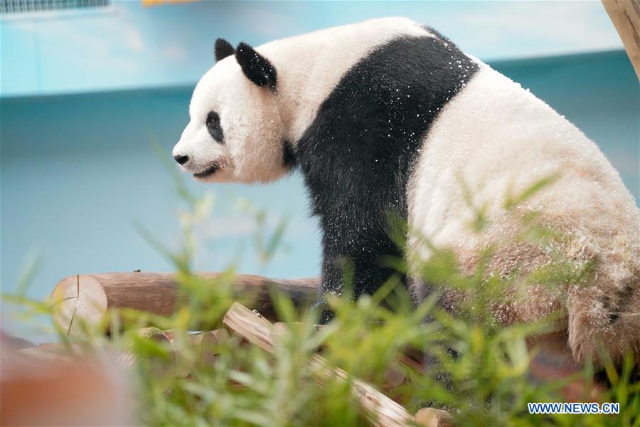 CHINA-HEILONGJIANG-GIANT PANDA-BIRTHDAY (CN)