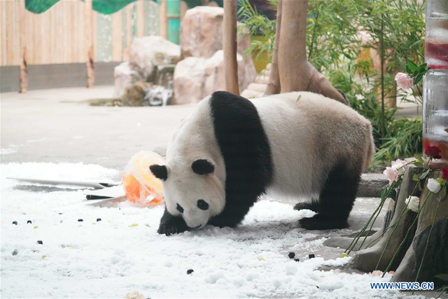 CHINA-HEILONGJIANG-GIANT PANDA-BIRTHDAY (CN)