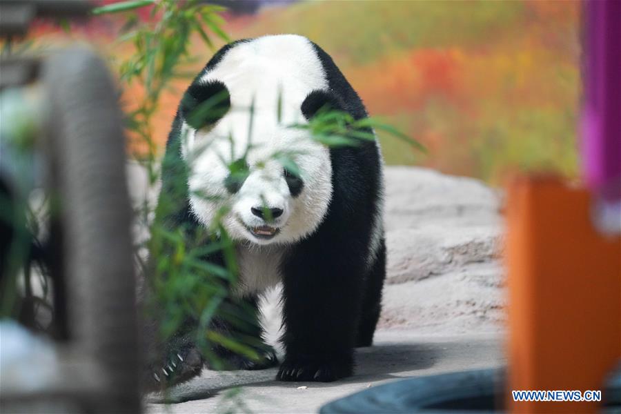 CHINA-HEILONGJIANG-GIANT PANDA-BIRTHDAY (CN)