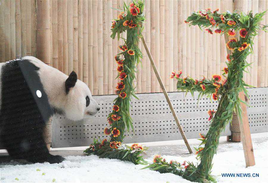 CHINA-HEILONGJIANG-GIANT PANDA-BIRTHDAY (CN)