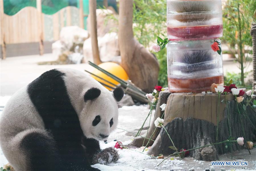 CHINA-HEILONGJIANG-GIANT PANDA-BIRTHDAY (CN)