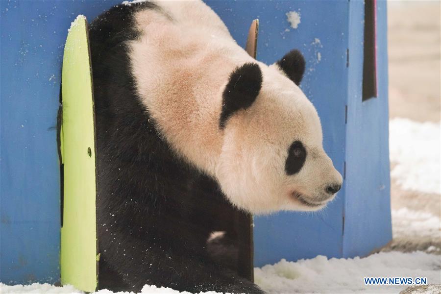 CHINA-HEILONGJIANG-GIANT PANDA-BIRTHDAY (CN)