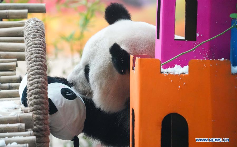 CHINA-HEILONGJIANG-GIANT PANDA-BIRTHDAY (CN)