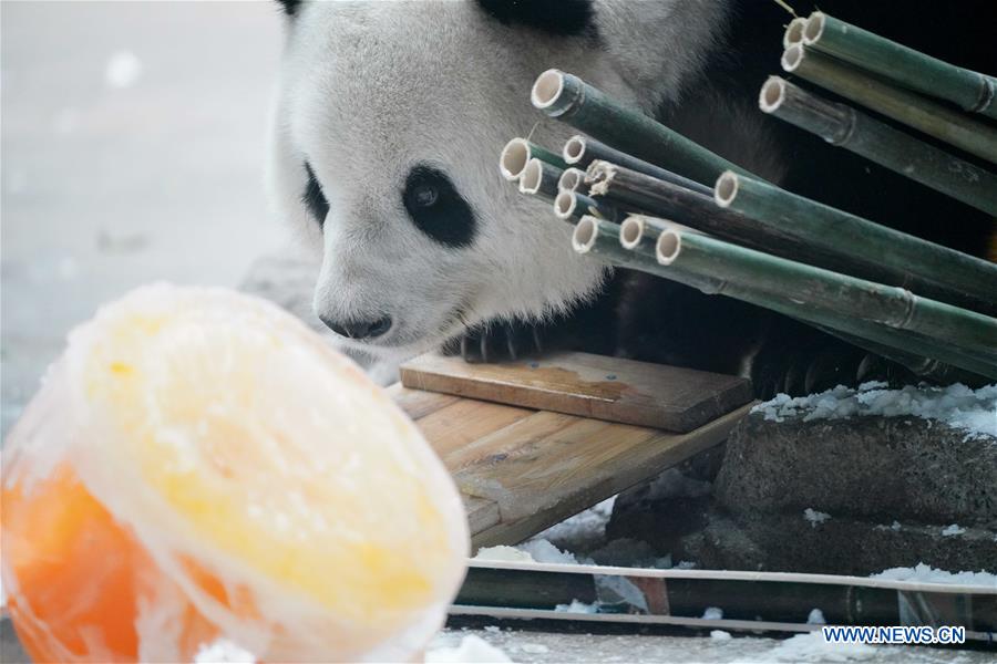 CHINA-HEILONGJIANG-GIANT PANDA-BIRTHDAY (CN)