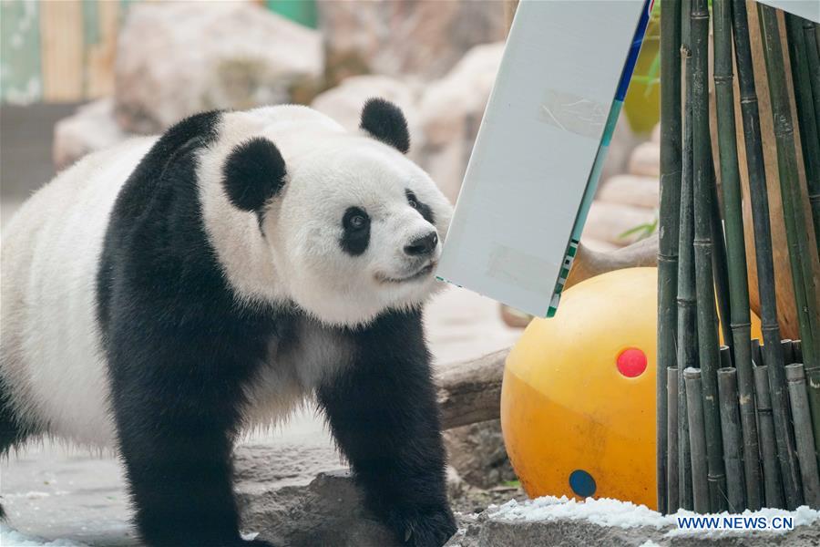 CHINA-HEILONGJIANG-GIANT PANDA-BIRTHDAY (CN)