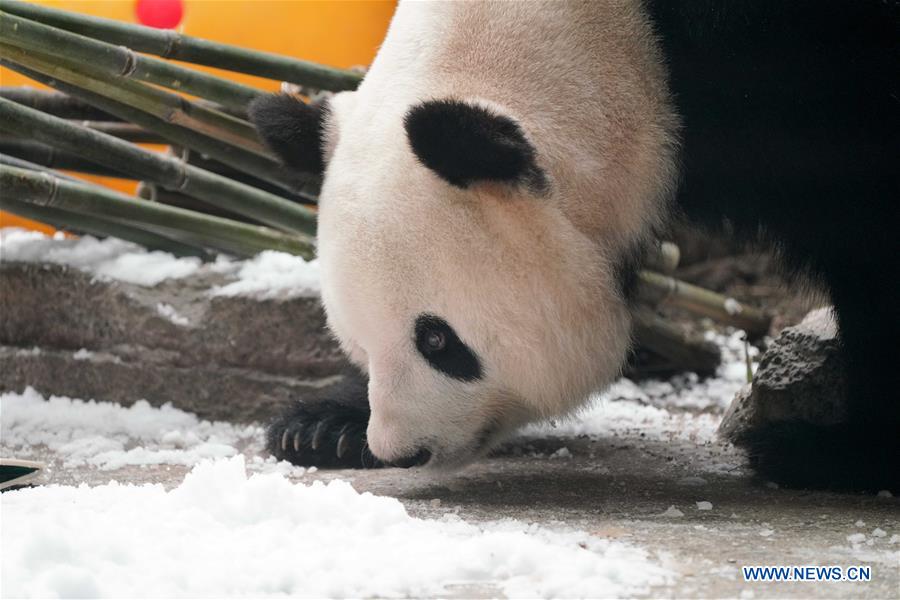 CHINA-HEILONGJIANG-GIANT PANDA-BIRTHDAY (CN)