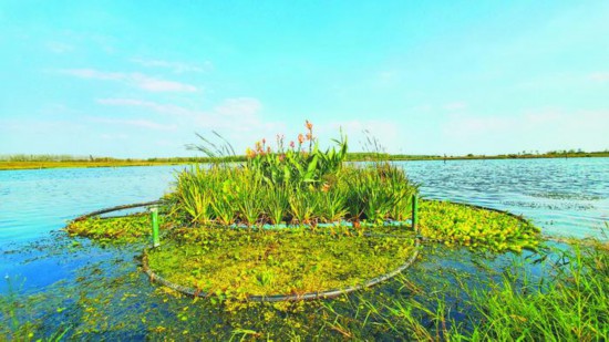 9月9日,十五里河下游湿地水质生态治理项目现场的生态浮岛.