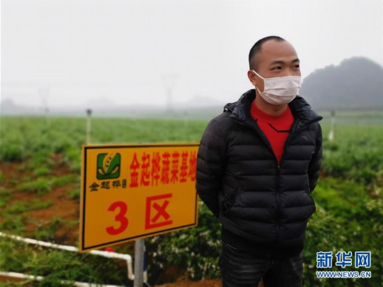 （聚焦疫情防控·圖文互動）（2）“得知要送武漢 凌晨出來摘菜”——中國“南菜園”廣西全力抗疫保供應(yīng)