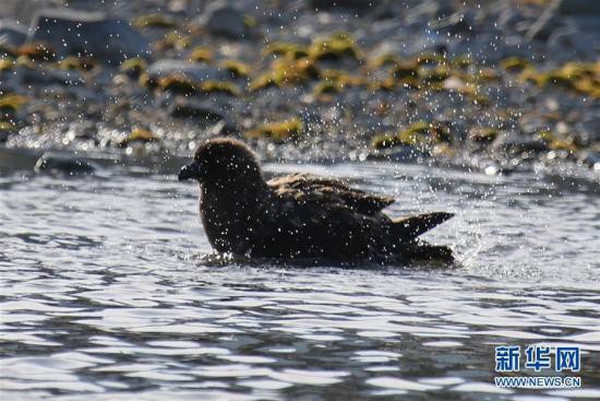 南極・長城基地をペンギンとオオトウゾクカモメが来訪