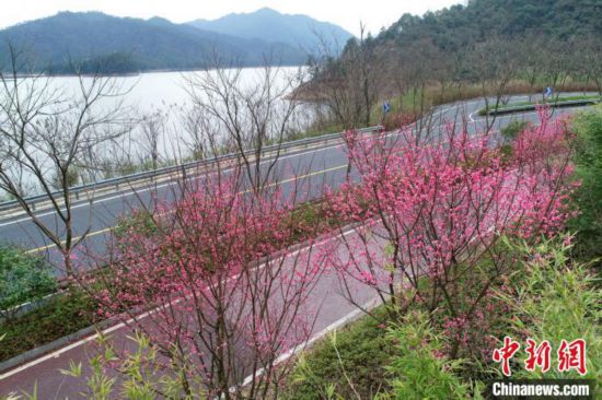 杭州千島湖、さまざまな花が咲き誇り春満開　浙江省