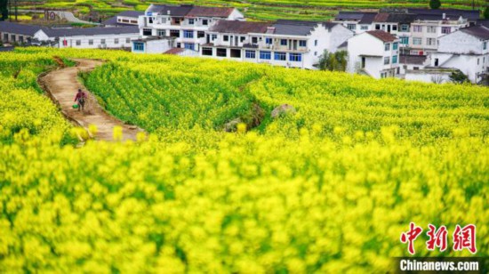 見渡す限り「黄色い花の海」春景色が広がる浙江仙居楊豊山の段々畑 