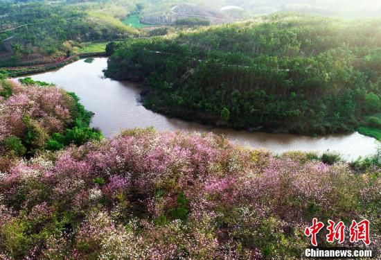 バウヒニアの花咲く広西チワン族自治区の村　絵に描いたような絶景 