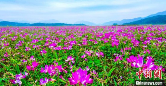 花咲く春、広西桂林の3月