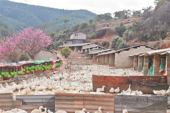 寻甸倘甸镇农旅结合美景喜人