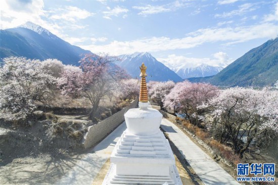 西藏林芝市波密县境内桃花盛开的田园风光(无人机照片,3月26日摄.