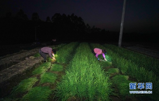 韭菜村农事钱袋就在韭菜田割完一茬长一茬