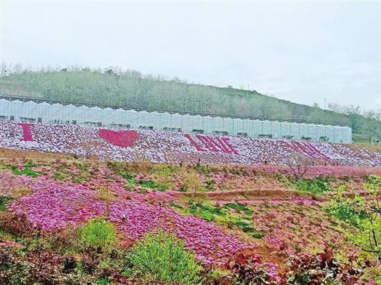 初夏的淳化县,有着一道亮丽的风景线—七彩花谷.