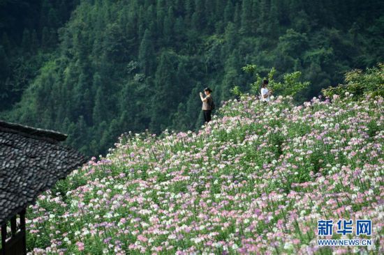 （环境）（2）广西龙胜：梯田花海暑日娇