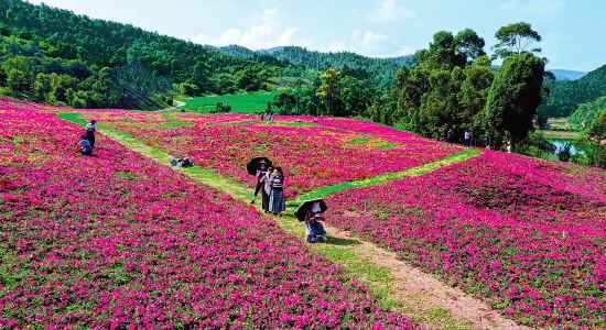 玉溪市红塔区高仓街道花海醉游人