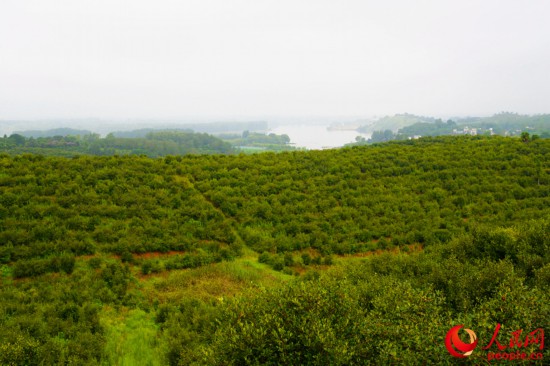 信阳光山县司马光油茶园与周边贫困农户签订用工协议，在基地建设、管理等方面优先使用贫困群众，带动基地周边390个贫困户实现脱贫增收，常年解决3000余农民就近就业，实现人均年增收2800元。人民网 鄂智超 摄