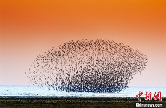 茜の空に「鳥の波」！営口湿地に秋の渡り鳥シーズン到来　遼寧省