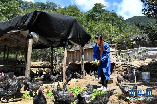 （圖片故事）（2）秦嶺山區(qū)女主播 抱著雞兒做直播 