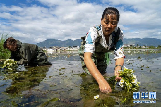 大理洱源生态海菜助民增收