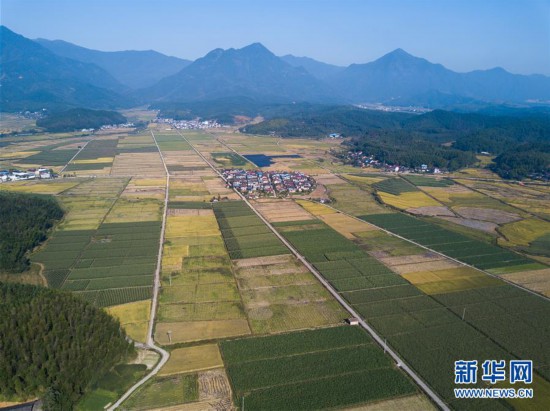 福建浦城稻花香里说丰年