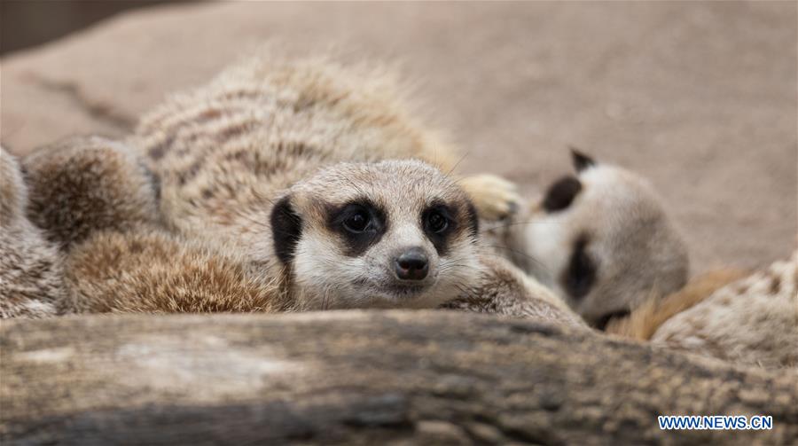 AUSTRALIA-ADELAIDE-ZOO