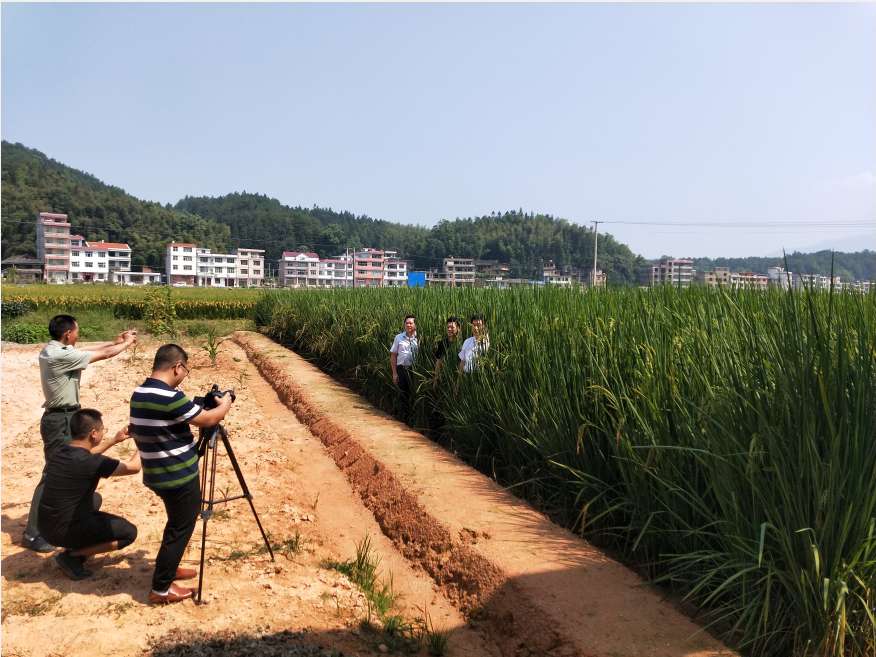 湖南隆回:羊古坳镇脱贫攻坚巧用超级稻示范"名片 扶贫路上处处"花开"