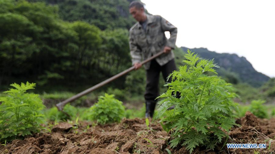 CHINA-GUANGXI-RONGAN-POVERTY ALLEVIATION (CN)