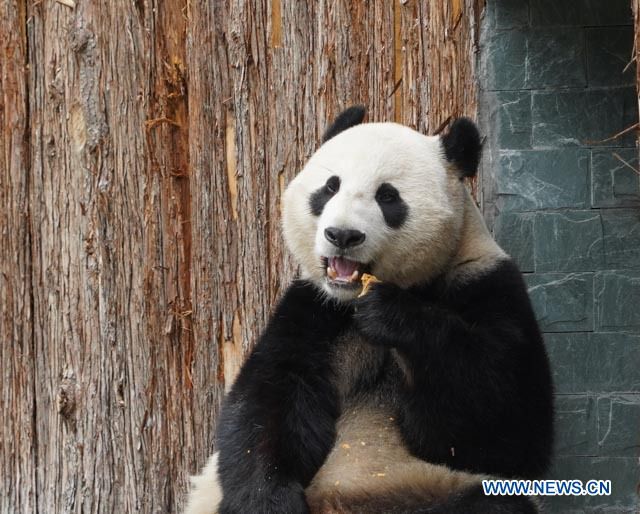 CHINA-SICHUAN-JIUZHAIGOU-GIANT PANDA (CN)