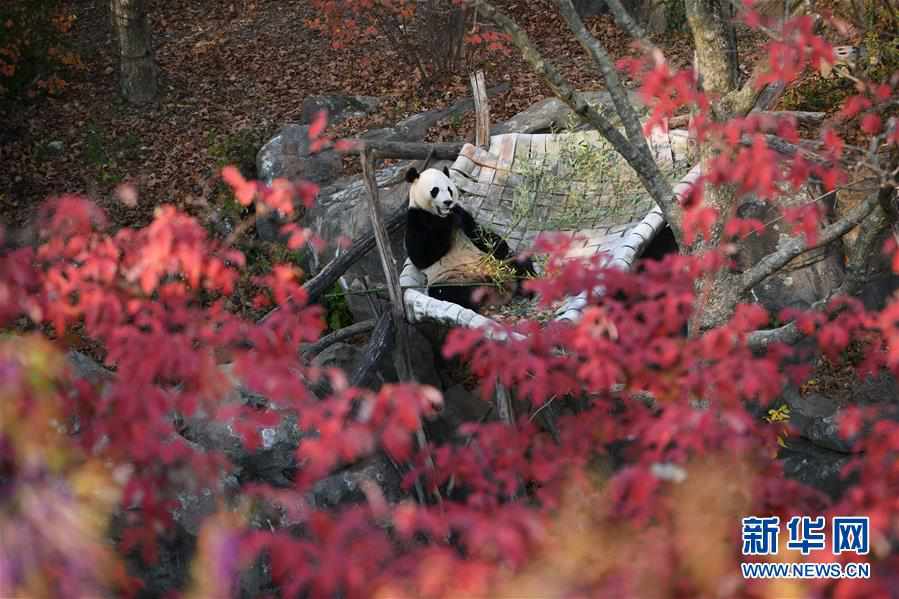 旅美大熊猫“贝贝”接受回国前最后一次体检 第1页