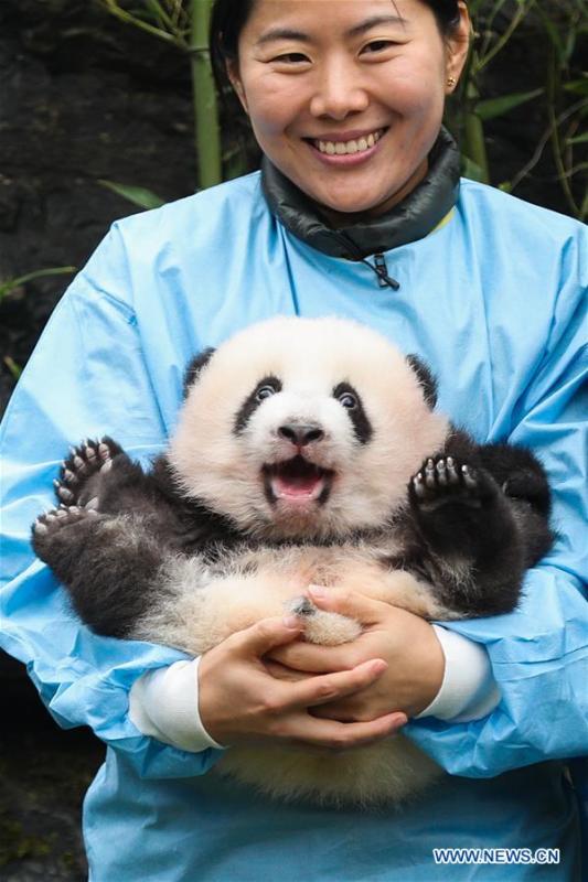 Giant panda twins of 'Bao Mei', 'Bao Di' at Pairi Daiza zoo in