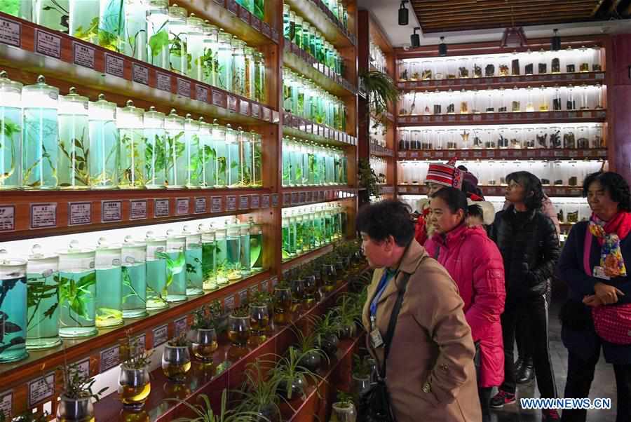 CHINA-YUNNAN-PANAX NOTOGINSENG-INDUSTRY (CN)