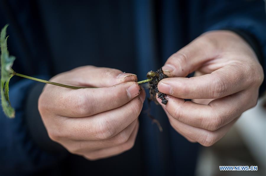 CHINA-YUNNAN-PANAX NOTOGINSENG-INDUSTRY (CN)