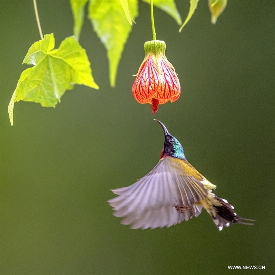 CHINA-FUJIAN-FUZHOU-FORK-TAILED SUNBIRD (CN)