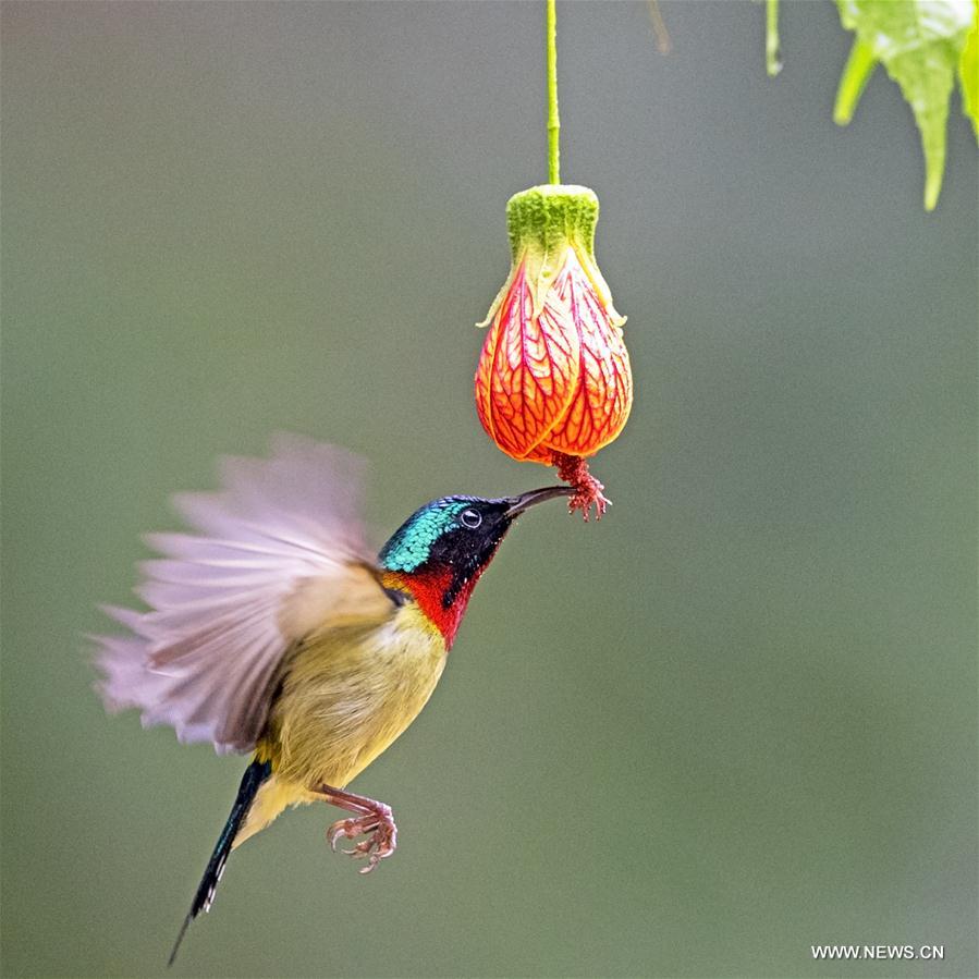 CHINA-FUJIAN-FUZHOU-FORK-TAILED SUNBIRD (CN)