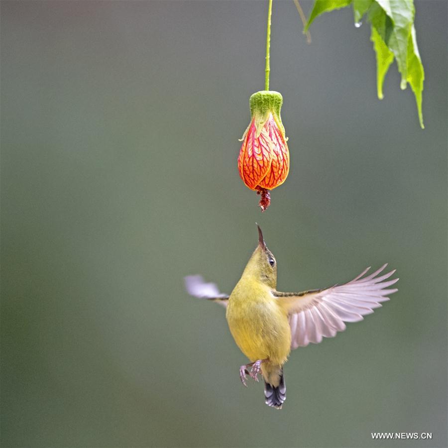 CHINA-FUJIAN-FUZHOU-FORK-TAILED SUNBIRD (CN)