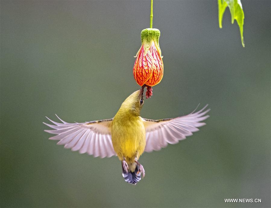 CHINA-FUJIAN-FUZHOU-FORK-TAILED SUNBIRD (CN)