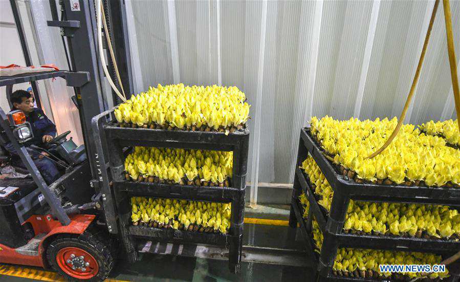 CHINA-HEBEI-ENDIVE-HARVEST