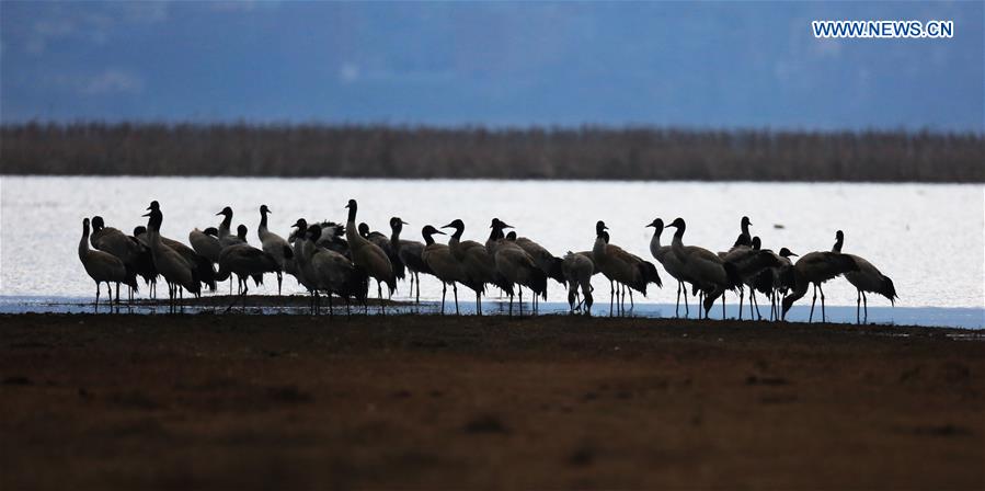 #CHINA-GUIZHOU-WEINING-BLACK-NECKED CRANE (CN)