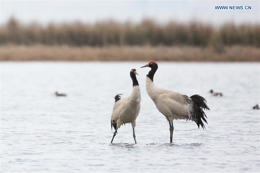 #CHINA-GUIZHOU-WEINING-BLACK-NECKED CRANE (CN)