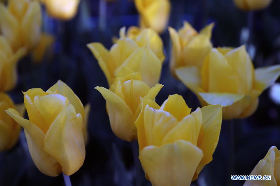 TURKEY-ANKARA-TULIPS