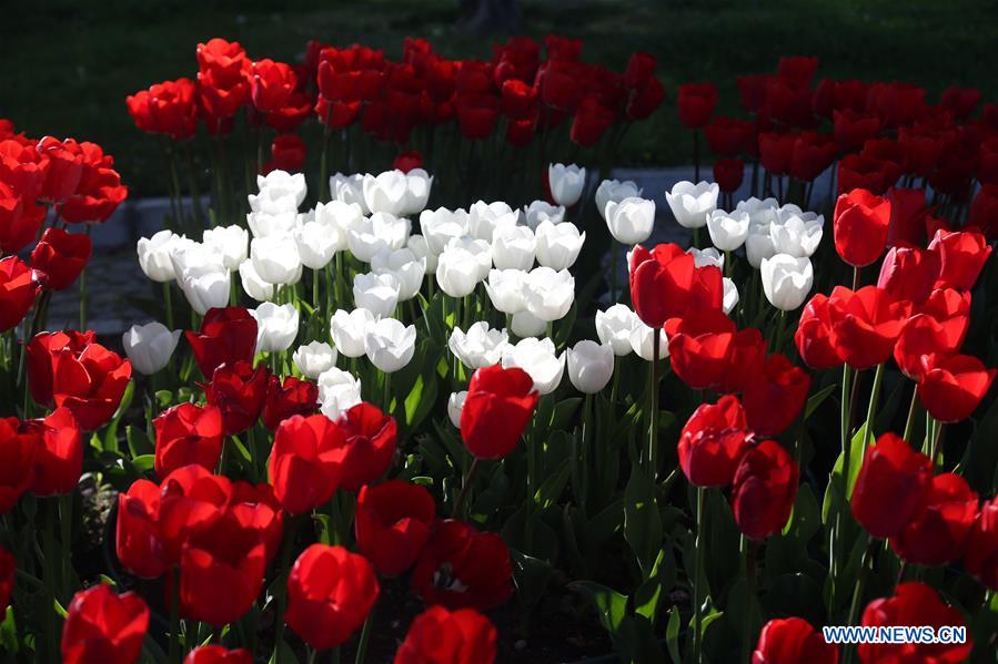 TURKEY-ANKARA-TULIPS